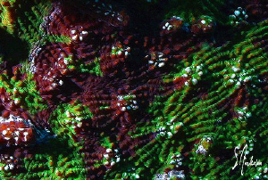 This image is Knobby Coral, the color and texture were in... by Steven Anderson 